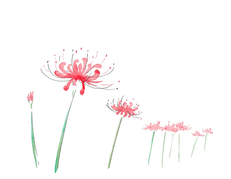 ヒガンバナ　Red spider lily