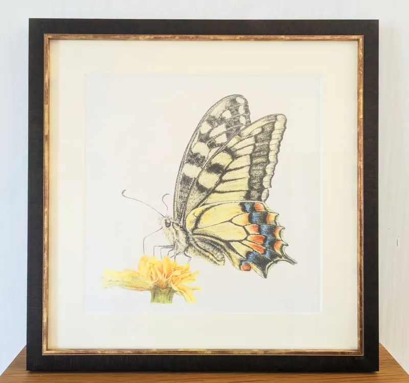 キアゲハ(原画)額付き