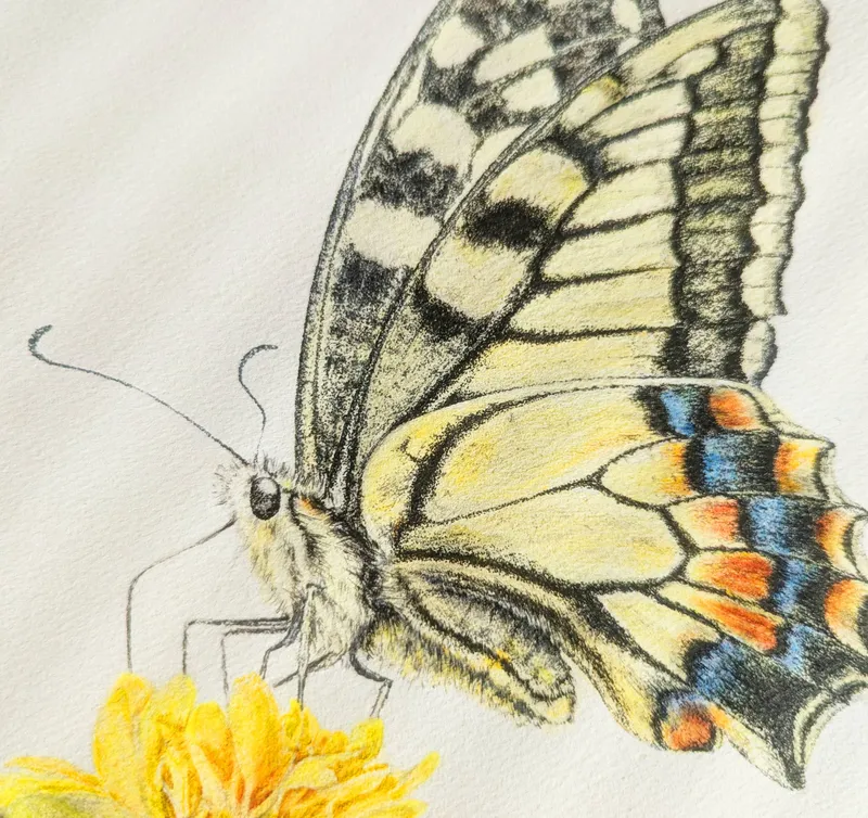 キアゲハ(原画)額付き