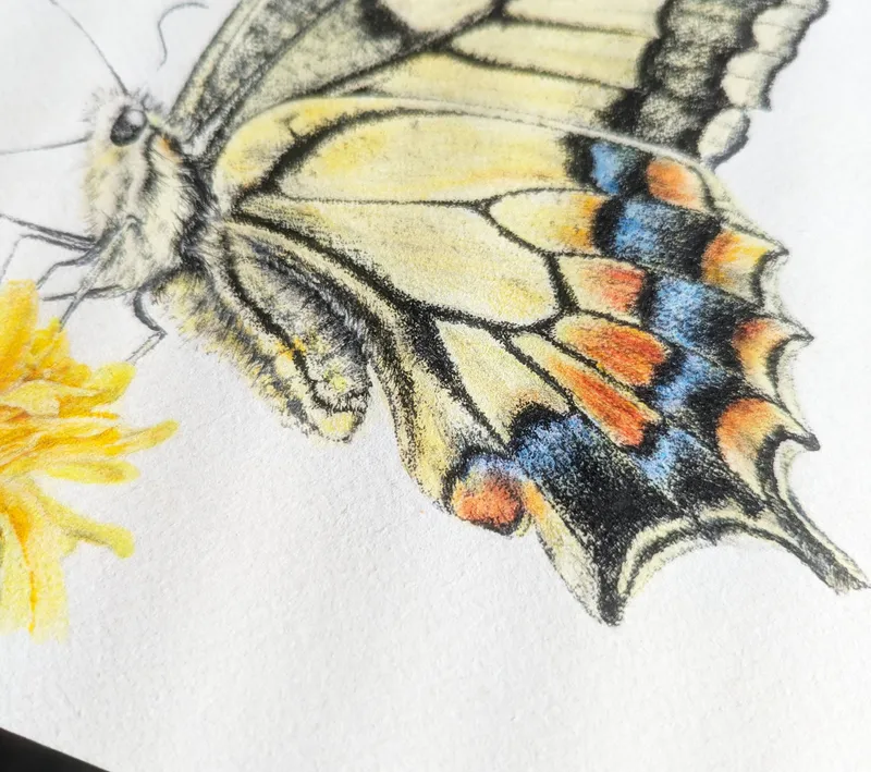 キアゲハ(原画)額付き