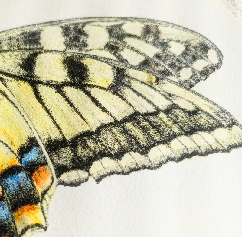 キアゲハ(原画)額付き