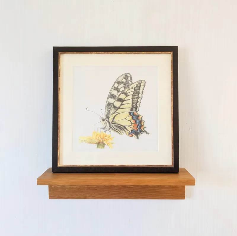 キアゲハ(原画)額付き