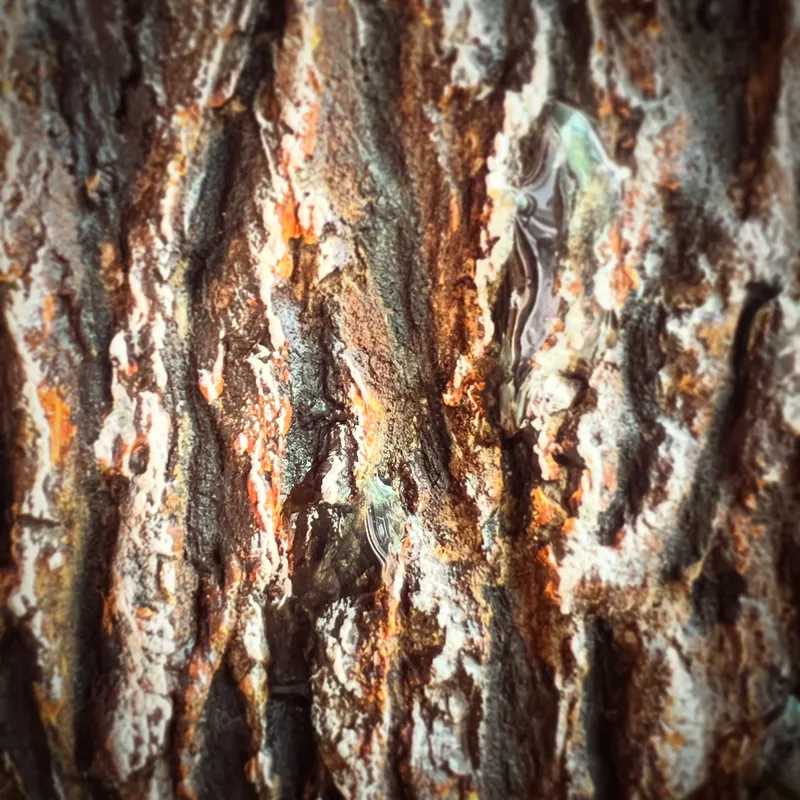 森の囁き、雨のあと