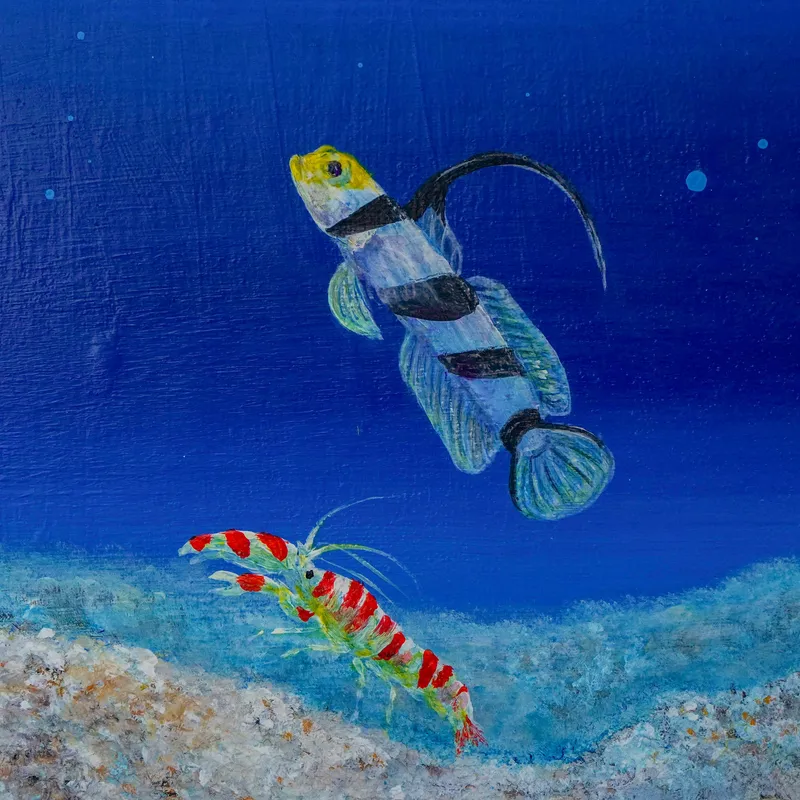 令和装 海之絵本 : テッポウエビとヒレナガネジリンボウ