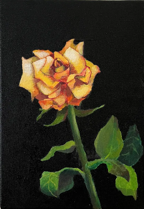 Orange Rose