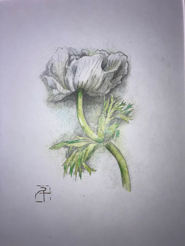 ケシの花