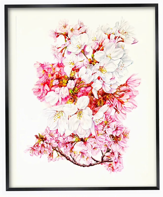 花桜  cherry blossoms