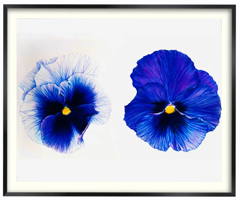 パンジー Pansy