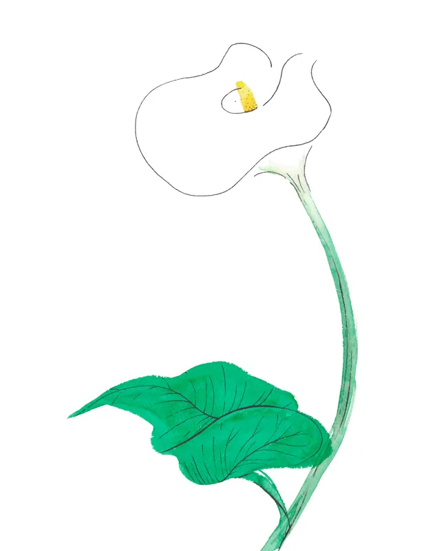 花めぐり～カラー　Calla lily